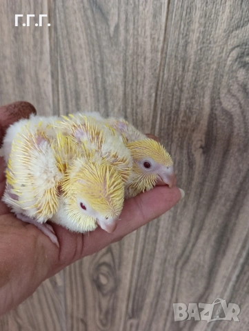 Социални бебета папагали монах , снимка 3 - Папагали - 54262879