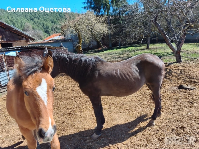 Малко конче, снимка 3 - Коне - 54137077