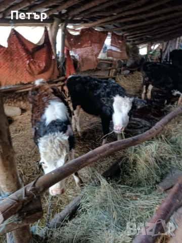 Продавам телета, снимка 5 - Крави - 53816272