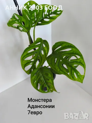 Стайни цветя-монстера,сингониум и др., снимка 7 - Стайни растения - 56204939