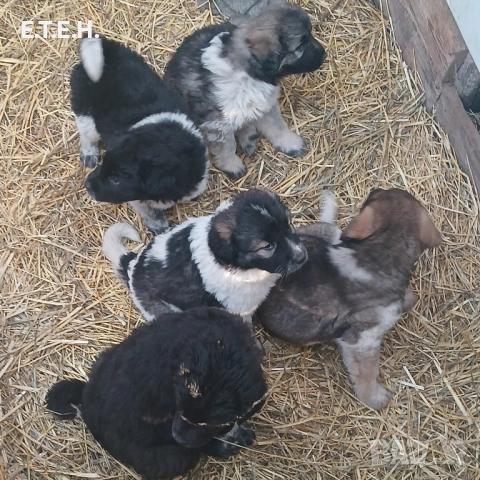 Каракачанка топ кутретата., снимка 4 - Каракачанска овчарка - 52368395