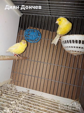 Продавам канарчета
