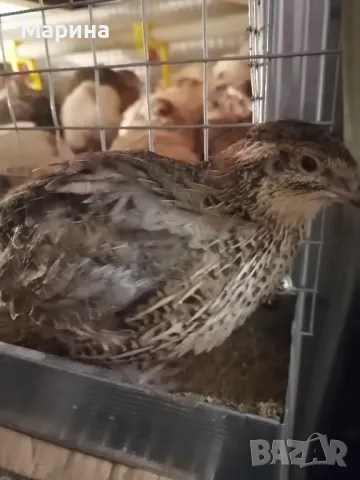 Пъдпъдъци ,гр.Свищов, снимка 9 - други­ - 45681936