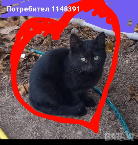 Подаряваме малко коте , снимка 2 - Други - 52479846