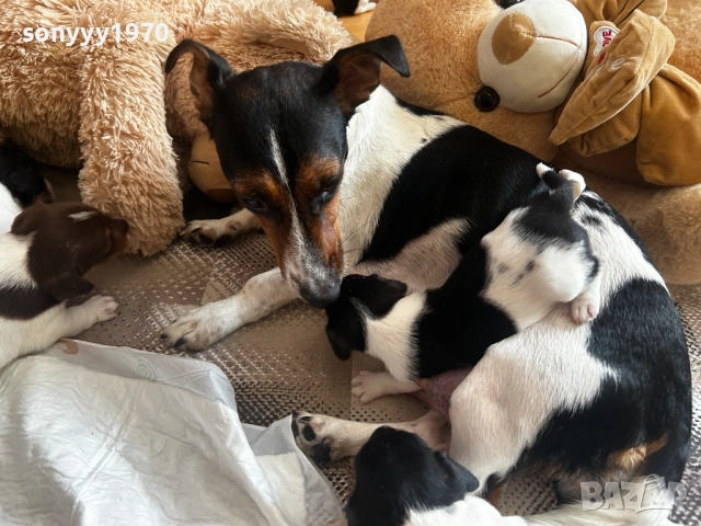 JACK RUSSELL TERRIER-250ЛВ ЗА КУТРЕ 0810250609, снимка 2 - Джак ръсел териер - 51981704
