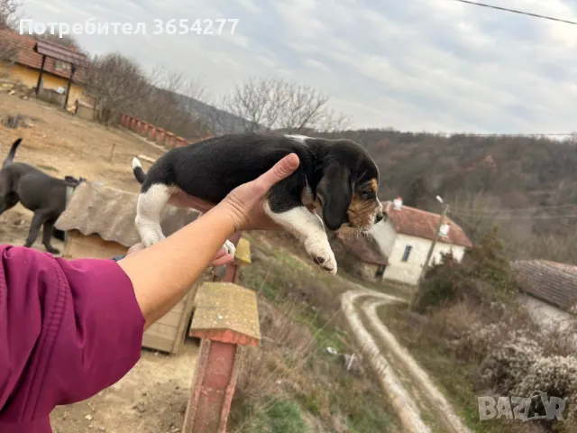 Малки сладури готови за ново семейство!, снимка 11 - Бигъл - 48236928