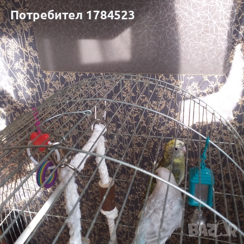 Пойни папагалчета 2025г., снимка 3 - Папагали - 52720636