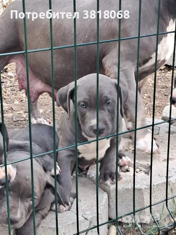 Американско Були / American Bully, снимка 6 - Други - 56542487