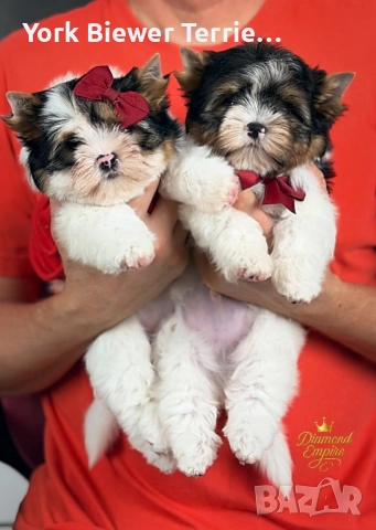 Йоркширски теРиер, момчета и момичета с родословие! Доставка 