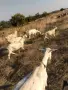 Продавам козлета, снимка 2