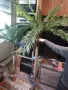 Изкуствена палма като истинска, снимка 2