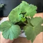 Сортови пеларгонии , снимка 9