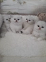 Котенца Мечта.Британски сребърни, снимка 4