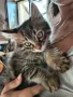 Подарявам малки котенца, снимка 1