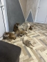 продавам Акита ину , снимка 1