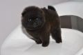 Померан истински мини черен , снимка 1