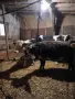 Продавам мъжки телета, снимка 4