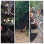 Яйца от домашни,свободно живеещи кокошки.БИО!, снимка 8