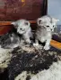 персийски британски котета , снимка 6