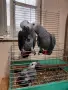 Бебета кралско жако, снимка 4