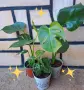 Комплект от три вида monstera, може и по отделно, снимка 4