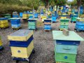 Пчелни семейства кошери ., снимка 1 - За пчели - 42339446