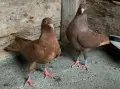Поморийски Ролер и Мардини, снимка 7