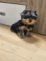 ЙОРКШИРСКИ ТЕРИЕР МОМЧЕ, снимка 3
