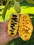 Asimina triloba, American papaw,Индиански банан, снимка 1