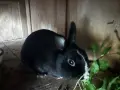 Лъвска глава и зализан косъм, снимка 13