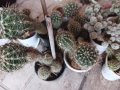 кактуси сукуленти, снимка 3