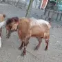 Продавам   пръч, снимка 2
