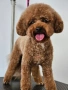 Мъжки Мини Пудел за разплод , снимка 1