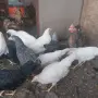 Ярки и петлета (селски), снимка 3