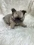 чихуахуа момиченце , снимка 4
