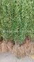 Лигуструм за жив плет , снимка 7