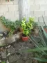 лимонови дръвчета , снимка 1