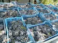 Продавам грозде - Мерло, Каберне Совиньон, Памид, Сепарави, снимка 3