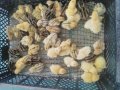 Пилета, еднодневни Бройлери и пъдпъдъци, снимка 11