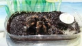 Тарантла tarantula , снимка 3