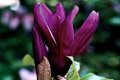 Magnolia Black Beauty - Черна красавица, снимка 1 - Градински цветя и растения - 29894955