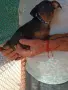 Продавам цвергпинчери., снимка 4