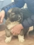 Кавказка овчарка , снимка 4