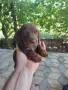 Дакел дакелчета, снимка 2