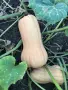 Тиква Матилда Сампсон, снимка 5