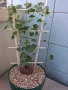 Сукуленти само за ценители, снимка 7