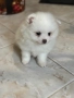 Померан , снимка 1