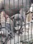 Американско Були / American Bully, снимка 6