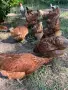 Спешно Кокошки носачки , снимка 3