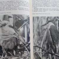 Защитените птици в България - Т.Мичев,Н.Райков - 1980г. , снимка 4 - Енциклопедии, справочници - 42235831